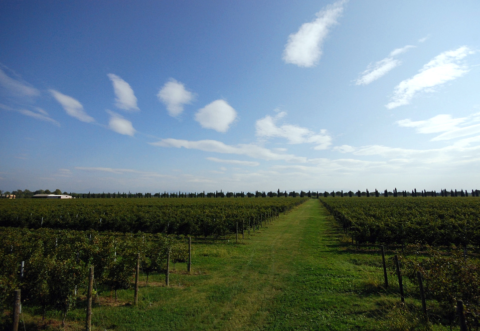 Friuli Grave vineyards in Northern Italy by Kiki99