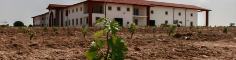 Vine cuttings grow in mineral-rich clay soils from the ice age. photo by Le Morette: https://www.luganalemorette.it/the-farm/?lang=en